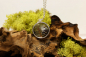 Preview: Wald